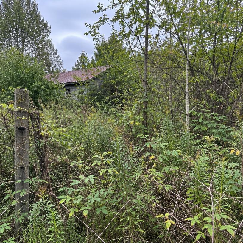 Full lot clearing — before