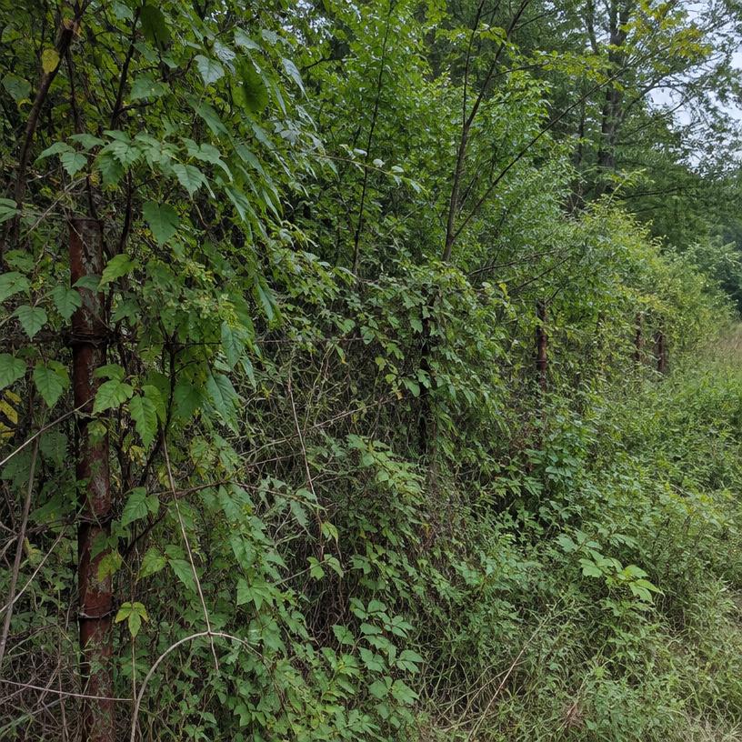 Fence line clearing — before